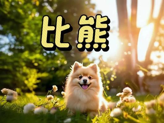 比熊洗澡频率指南：如何科学护理宠物毛发健康