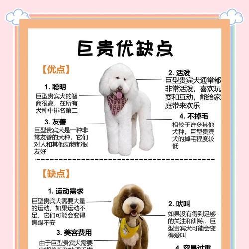 贵宾犬毛发光周期与养护技巧：健康促进方法