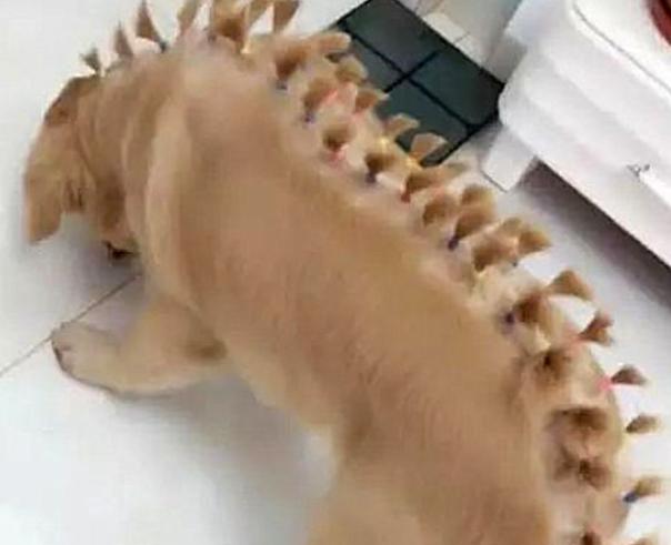 金毛狗月经后何时配种？最佳时机与注意事项