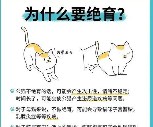 普通公猫绝育费用解析：价格影响因素及术后护理