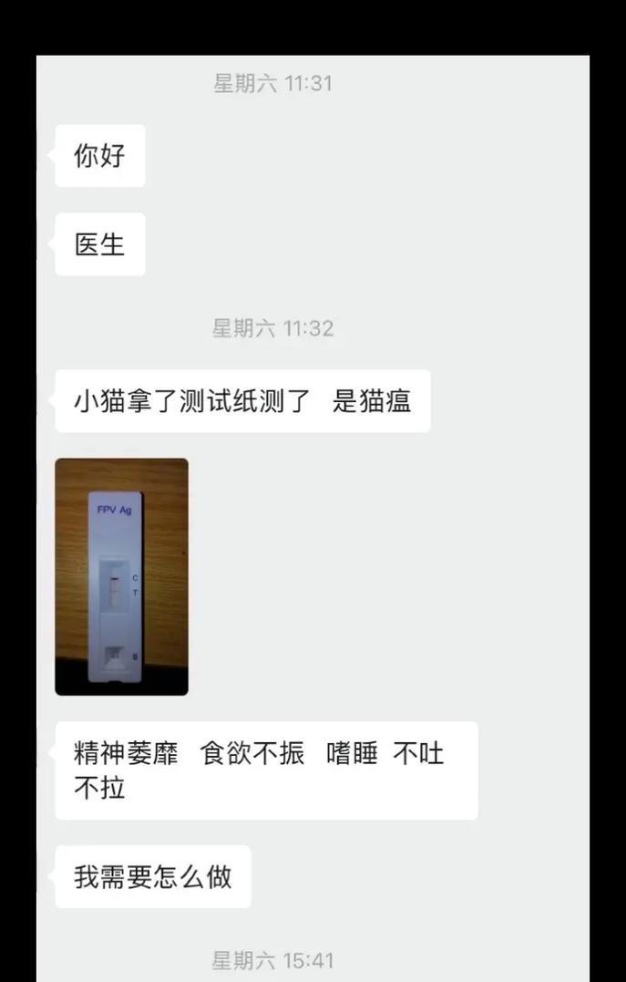 猫瘟治愈后的康复期该如何渡过？（关注猫咪的康复需要注意的关键细节）