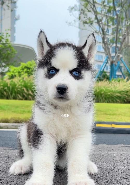 探索哈士奇世界（哈士奇，一犬多姿）
