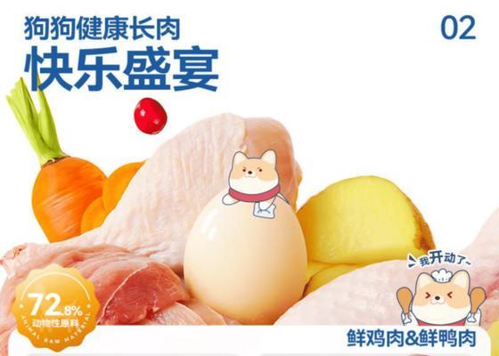 泰迪幼犬科学饮食指导：营养均衡与健康发育关键