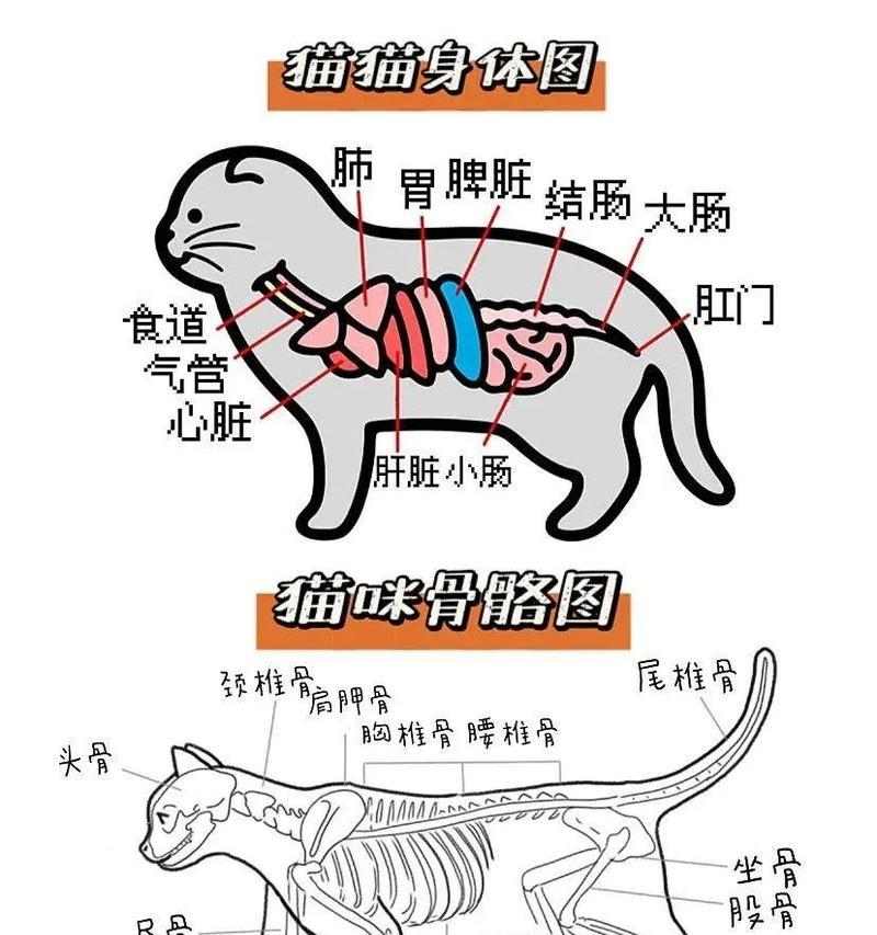 猫咪跳蚤检测方法 养猫日常排查技巧
