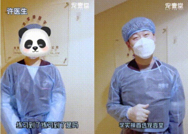重庆犬猫外科高阶班传授SUB与乳糜胸实用技术