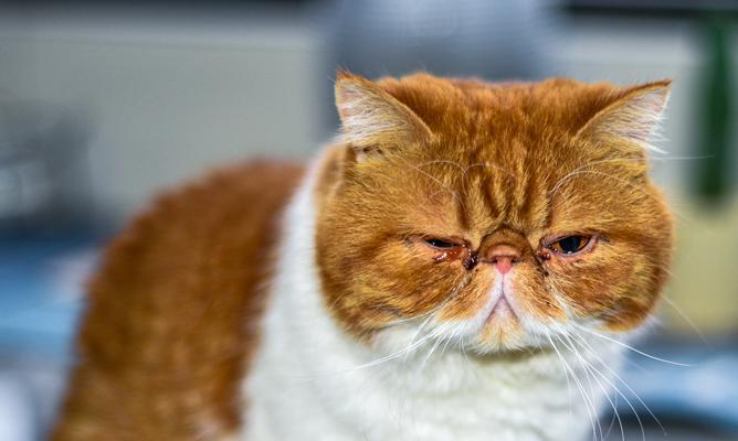 猫咪上火症状与预防措施全解析