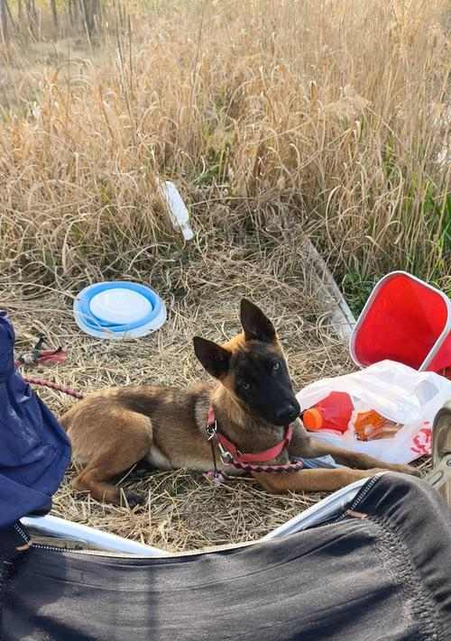 马犬感冒症状识别与治疗指南