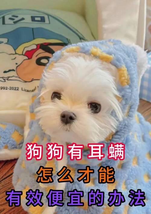 狗狗耳螨治疗费用及护理指南