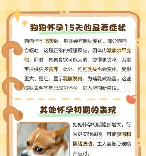 狗狗X光检查的最佳时机与安全性解析