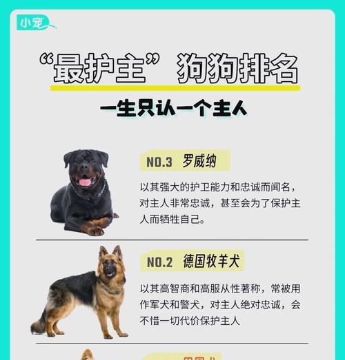 全面解析养宠物狗的全周期费用开支
