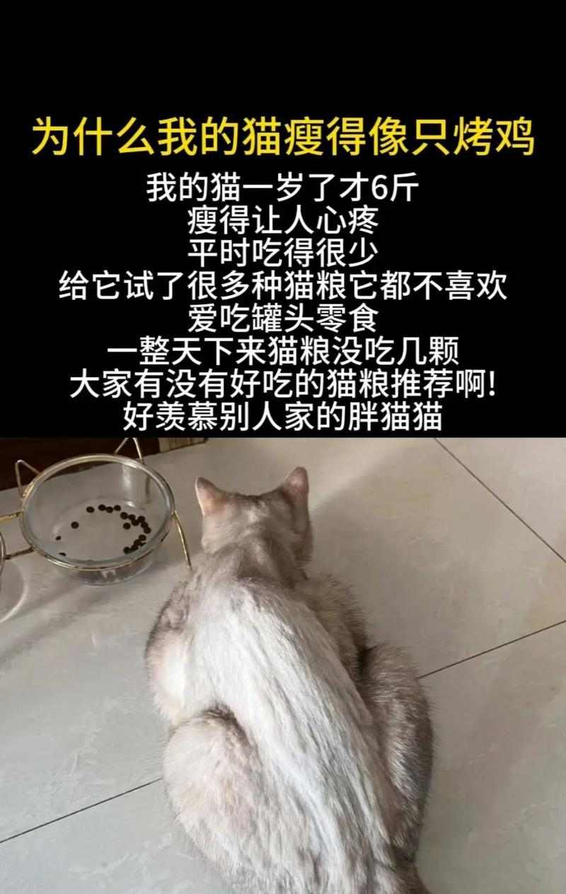 成年猫咪食欲不振？15个原因与应对方法