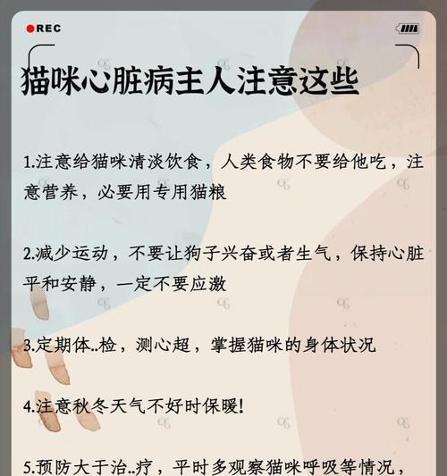 掌握猫咪心跳频率 了解健康监测方法