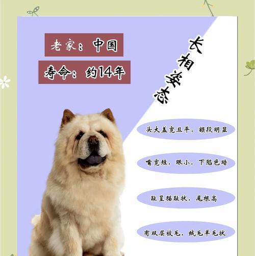 松狮毛色变化周期及健康养护全解析