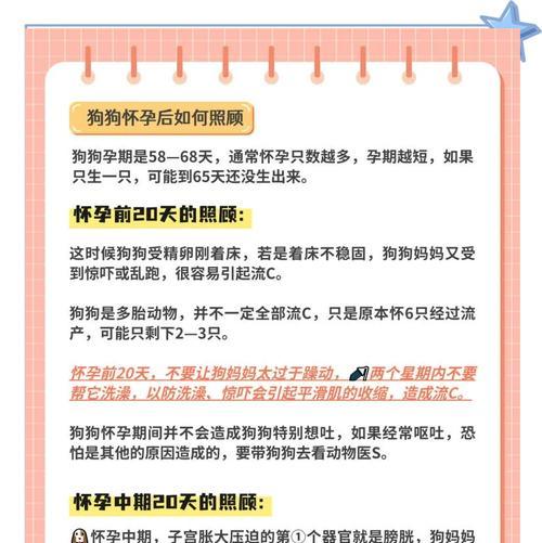 狗狗怀孕周期详解：发情期至分娩关键要点