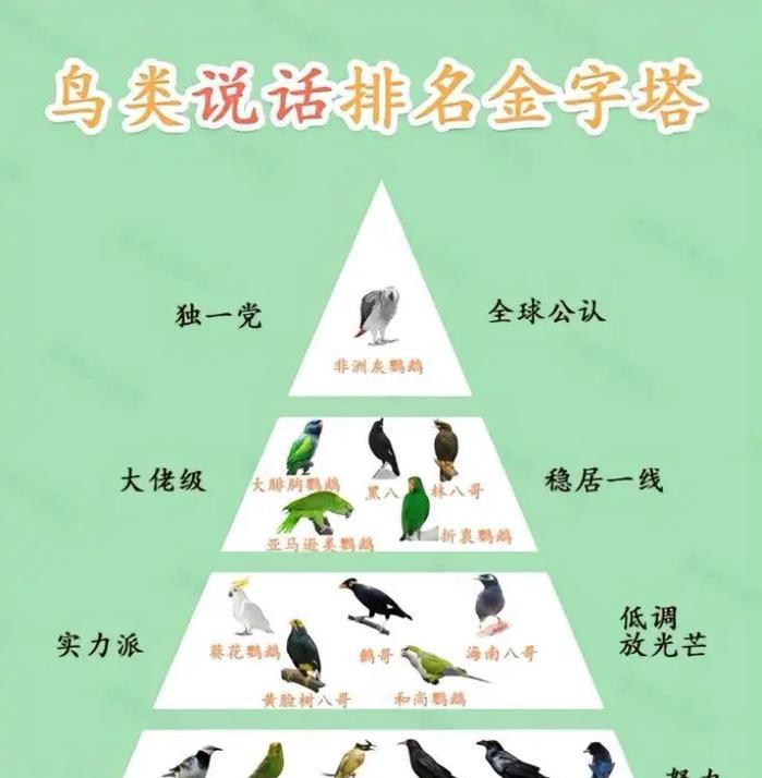 八哥与鹦鹉智能差异对比：八哥更胜一筹