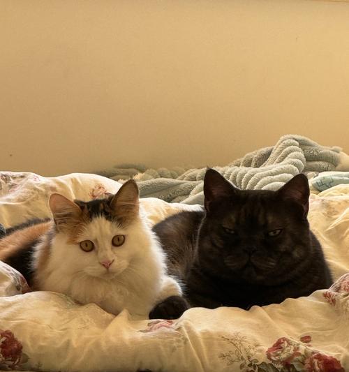 猫咪性成熟时间及影响因素全解析