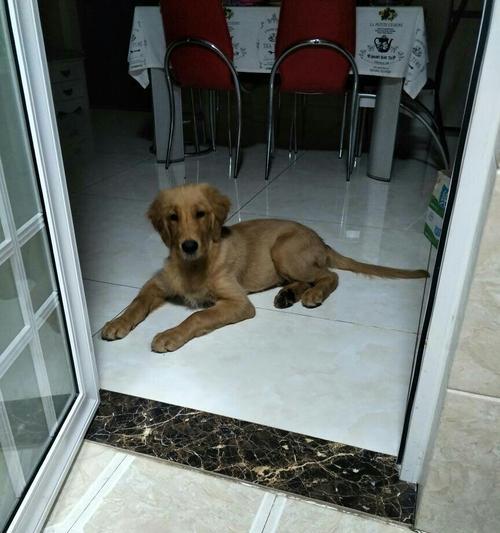 金毛犬胎毛多久掉落一次？解析脱落周期与护理要点