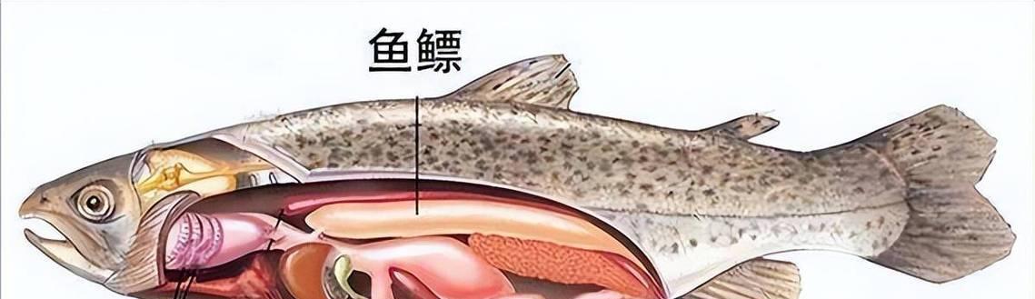 鱼类呼吸方式多样性：探索鳃、肺、皮肤等器官功能