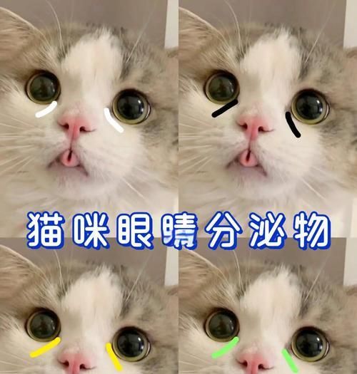 幼猫眼睛颜色变化过程及成因解析