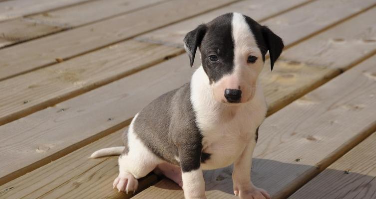 比格犬饲养指南：友善活泼的完美家庭伙伴