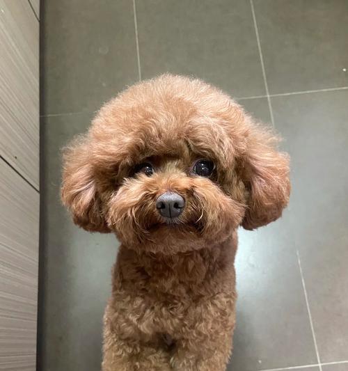 老年犬心衰常见症状与管理方法指南