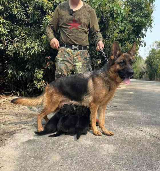 桂林犬舍特色服务：舒适住宿与个性化关怀体验