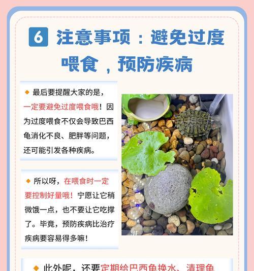 乌龟孵化时间与关键影响因素解析