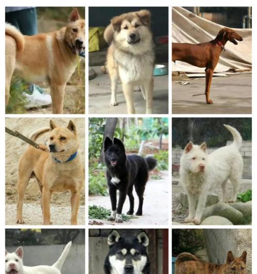 狗狗品种大全：特点与选择指南