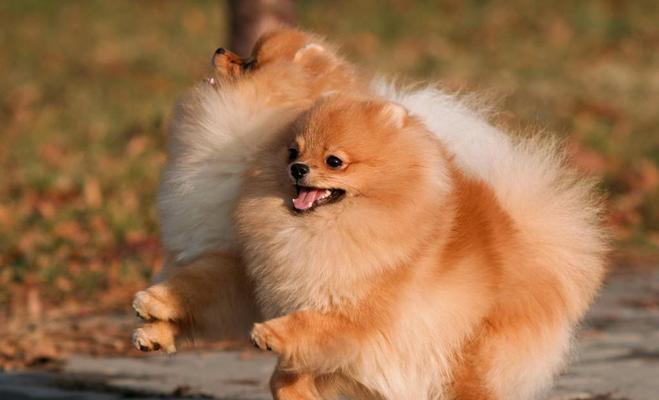 博美犬常见缺点解析：毛发、掉毛与健康问题