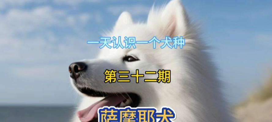 微笑天使萨摩耶：快乐陪伴与贴心呵护