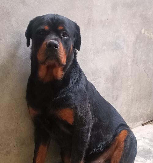 15种常见犬种特性与适应环境解析