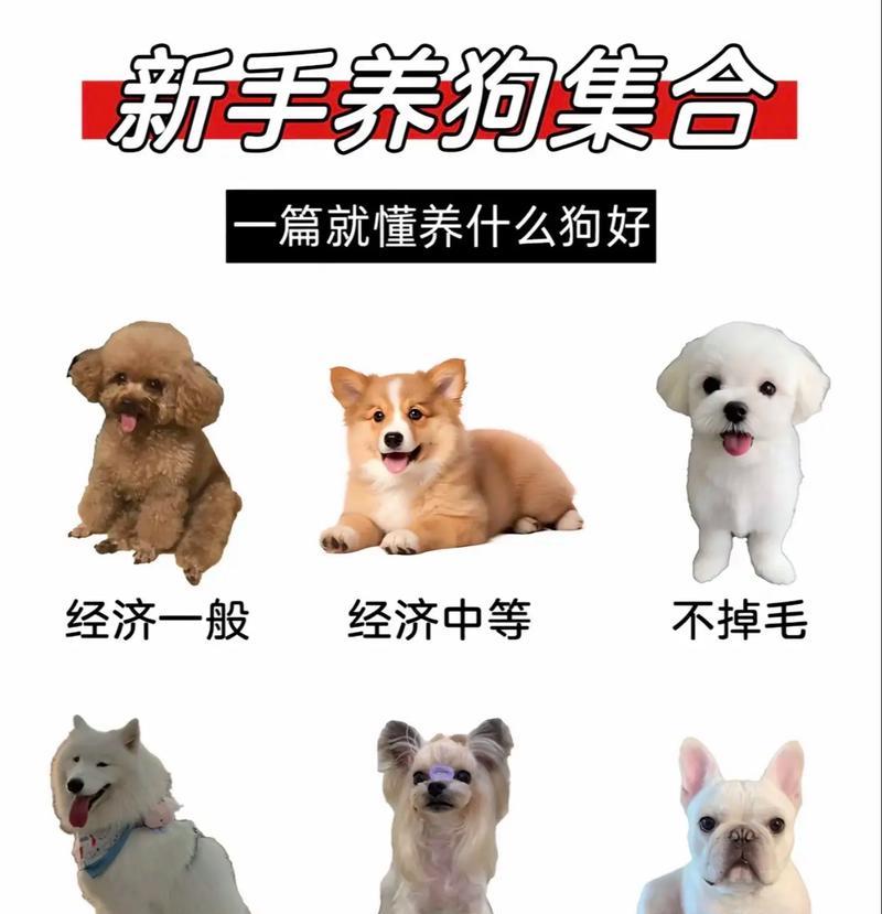 新手养狗必读（了解阿拉斯加犬的关键要点，成为合格的养狗人）