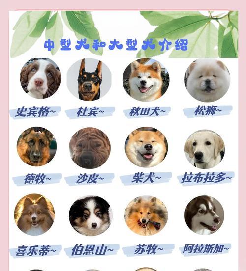 如何科学养狗 养护技巧与注意事项全解析