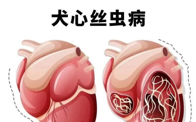 犬心丝虫病不治多久会死？及时治疗延长寿命