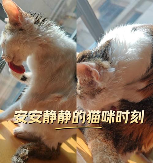 刚出生猫咪何时能洗澡？关键注意事项指南