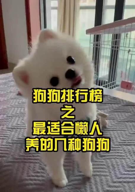 巴哥犬健康饮食指南：科学喂养与营养搭配