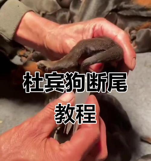 文章详情图片