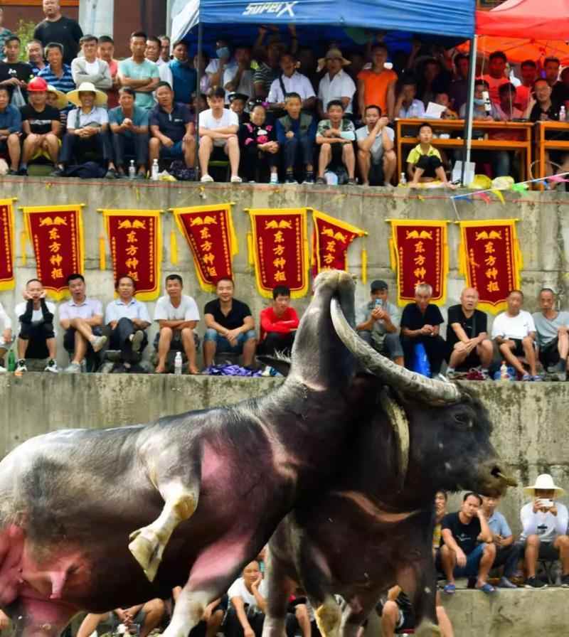 文章详情图片