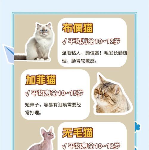 探寻最长寿猫科特妮的长寿秘诀：饮食与生活方式透析