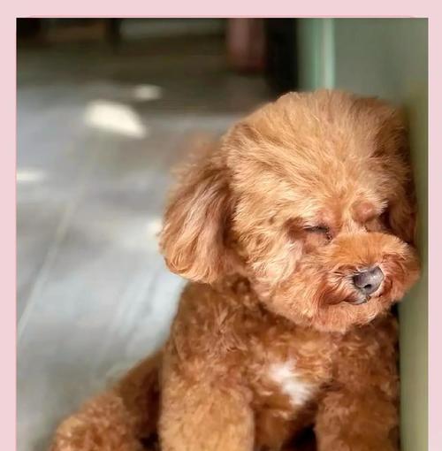 泰迪犬饲养全攻略：15个关键注意事项详解
