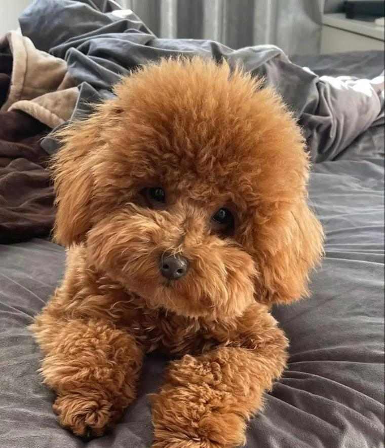 泰迪犬为何受青睐？八大核心优势解析