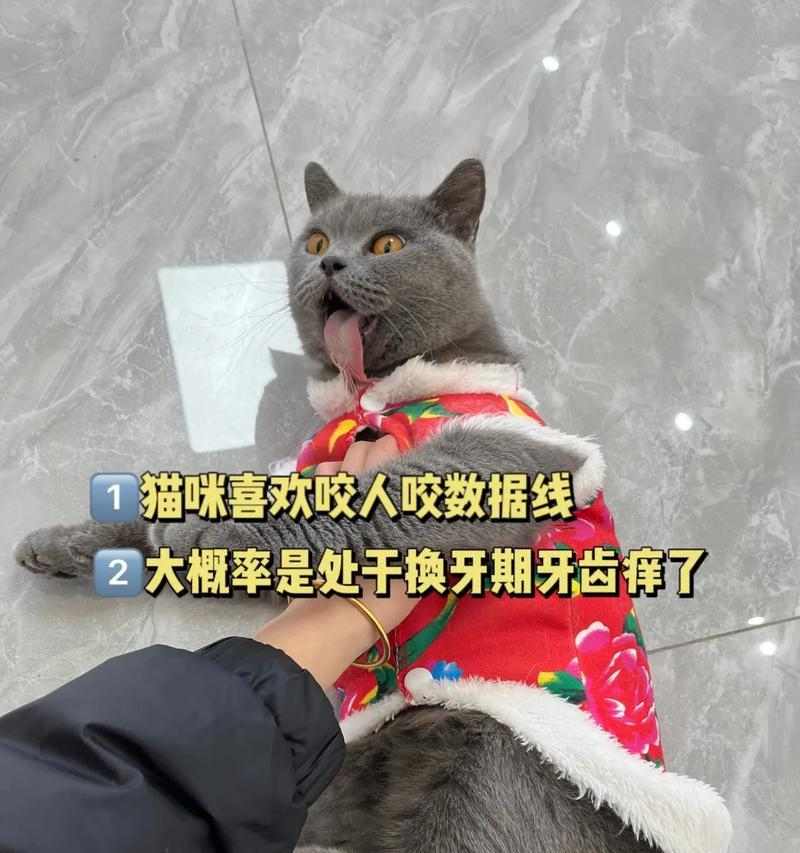 猫咪磨牙期持续时间及对健康的影响解析