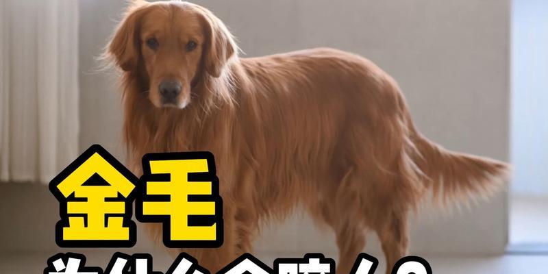 金毛养育指南：15个关键要点掌握