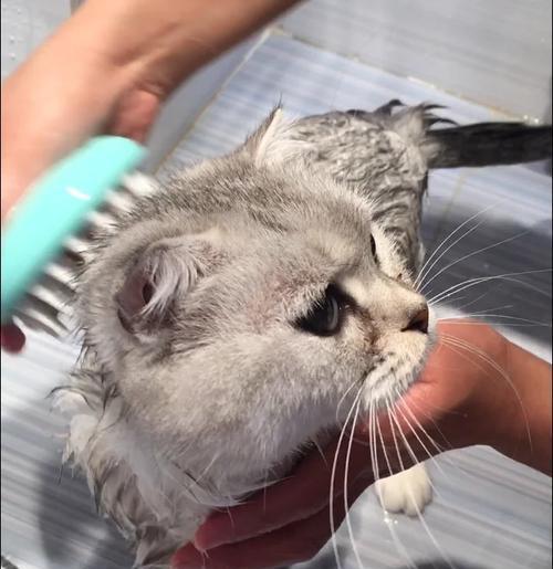 如何正确给猫咪洗澡：步骤、注意事项与安全指南