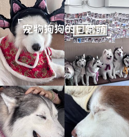 常见宠物狗寿命对比：哪些品种更长寿？