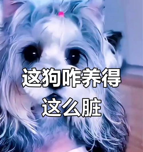 探秘哈士奇蓝眼的基因奥秘与科学解析