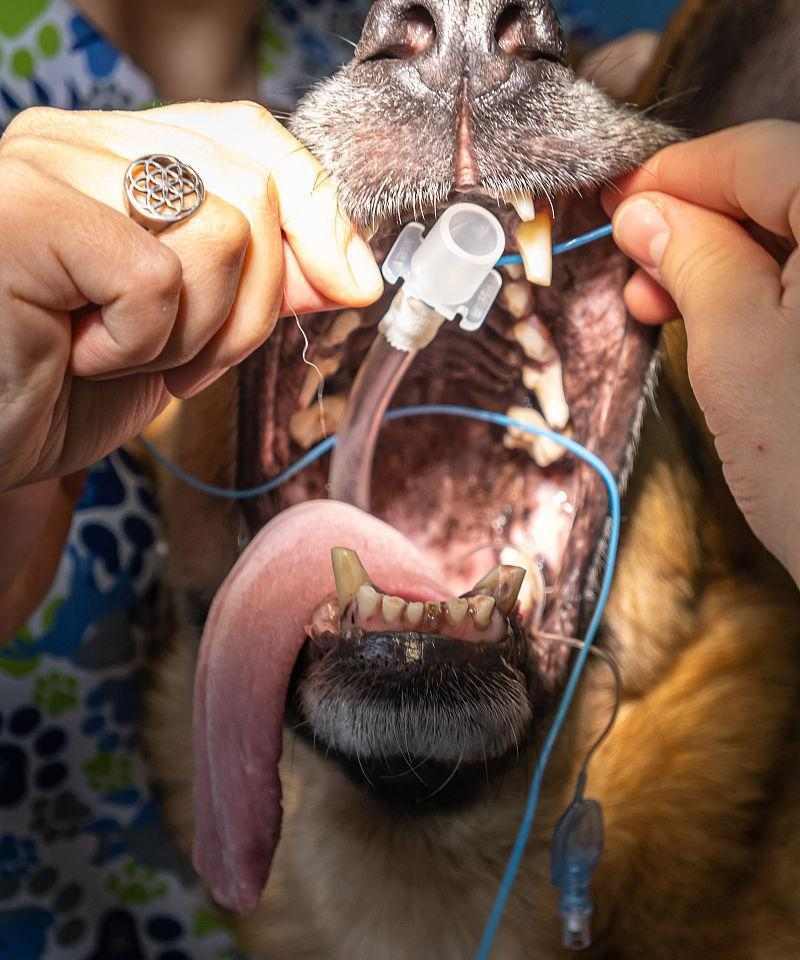 影响狗狗术后恢复时间的关键因素与护理指南