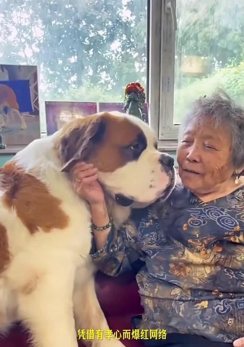 圣伯纳犬疫苗接种须知：关键注意事项与健康建议