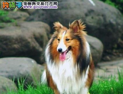 宠物苏牧拉稀护理全攻略：如何有效帮助康复