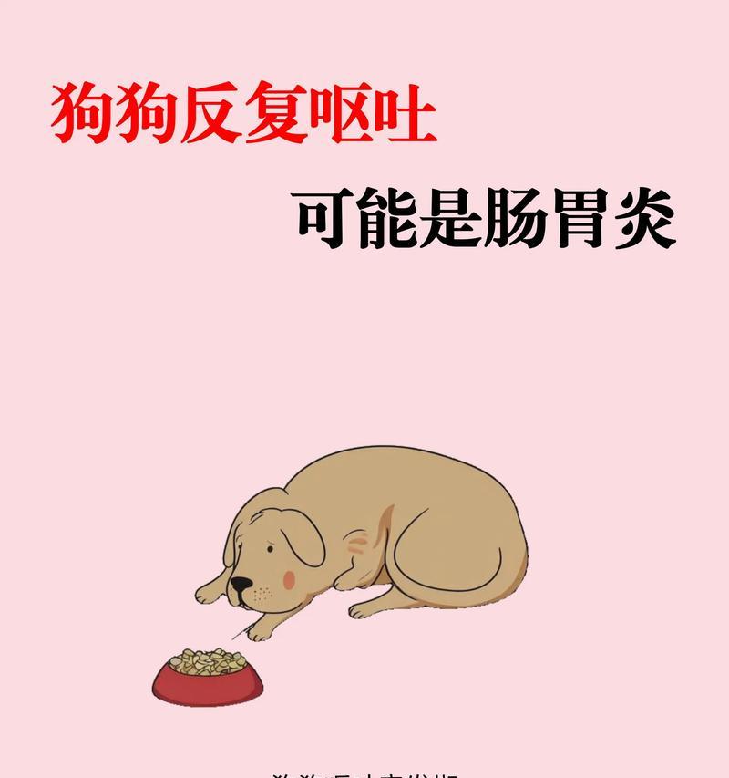 狗狗生理期呕吐原因及科学应对方法